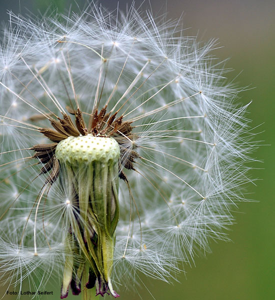 pusteblume